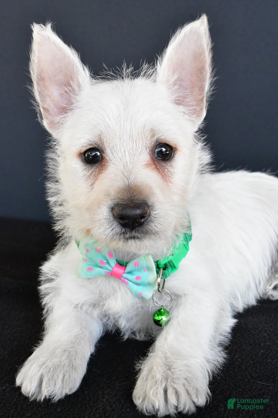 West Highland Terrier dogs for sale: Gabe - Ad 5