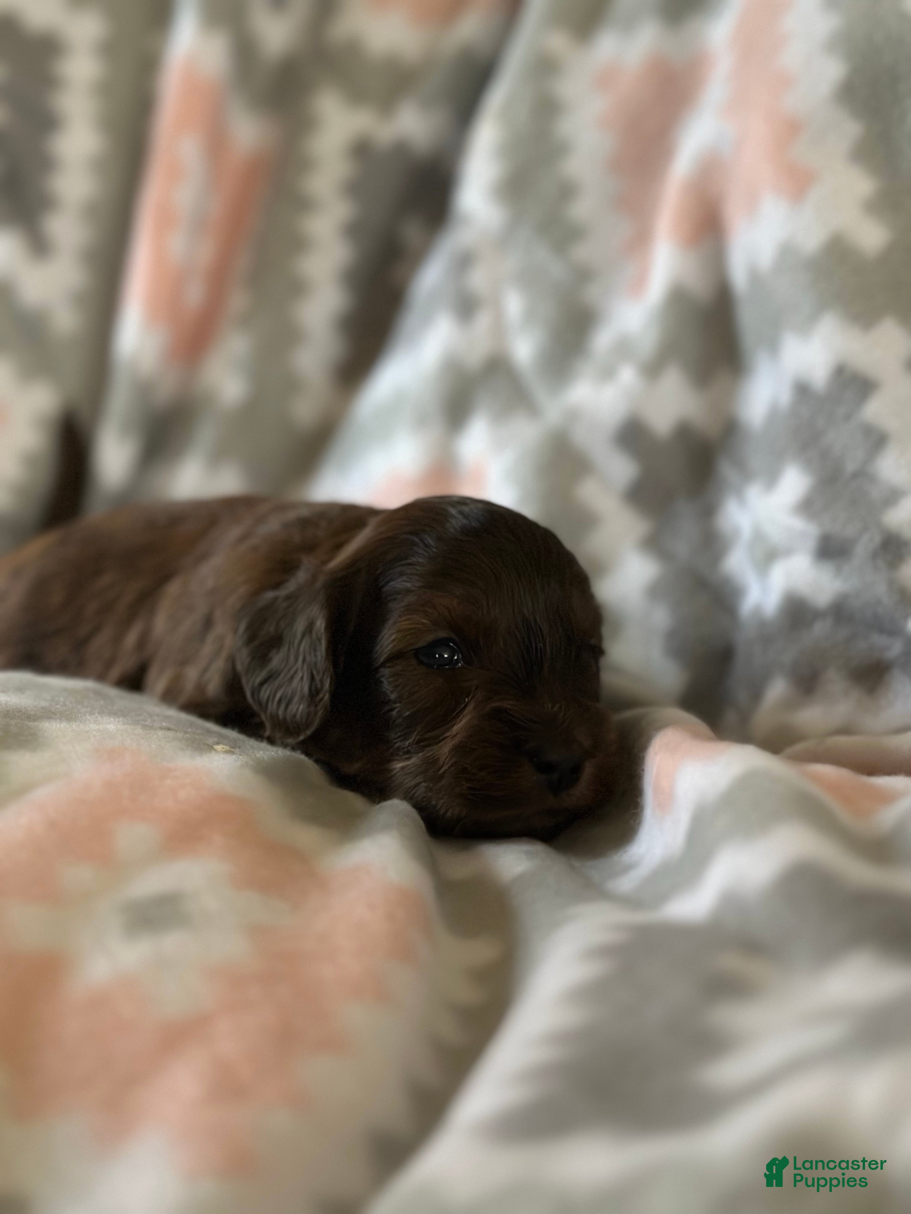 Mini Goldendoodle dogs Cumin - Ad 13