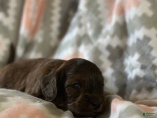 Mini Goldendoodle dogs Cumin - Ad 19