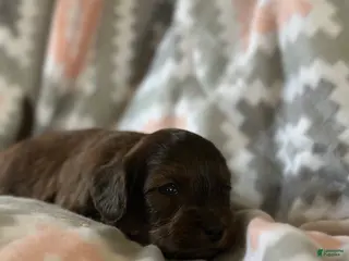 Mini Goldendoodle dogs Cumin - Ad 24