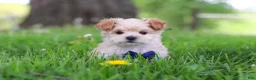 Maltipoo dogs for sale: Copper - Ad 2