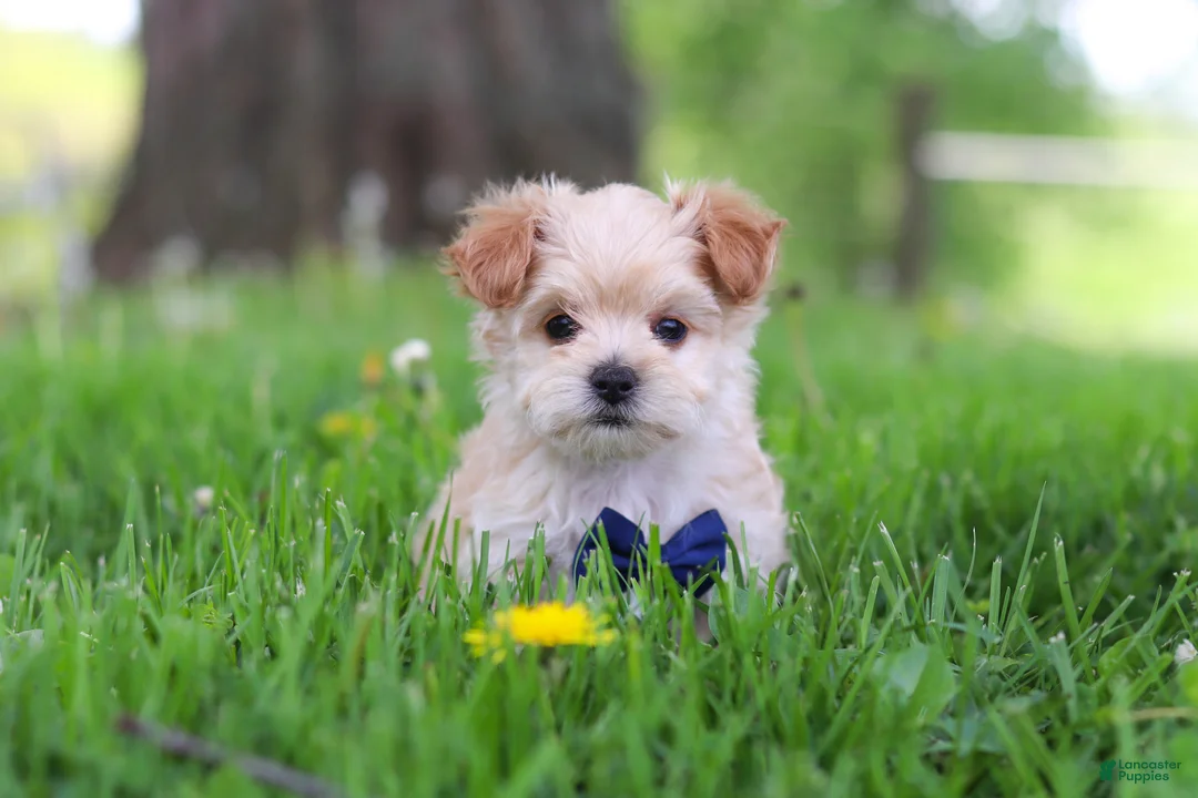 Maltipoo dogs for sale: Copper - Ad 2