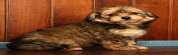 Pomapoo dogs for sale: Penny - Ad 6