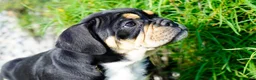 English Bulldog dogs for sale: Beckham Male - Ad 2
