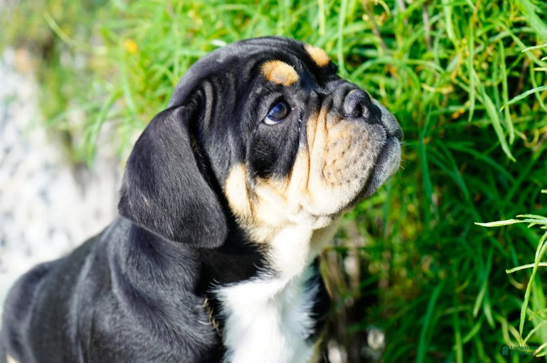 English Bulldog dogs for sale: Beckham Male - Ad 2