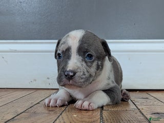 American Bully dogs - Ad 22