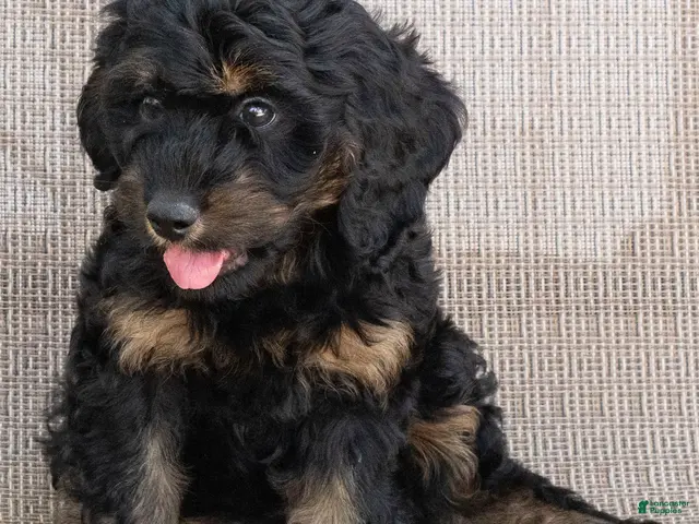 Goldendoodle dogs Teddy - Ad 1