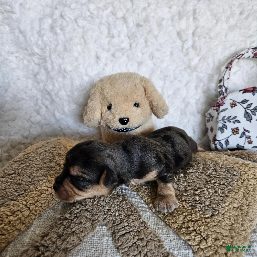 Mixed Breed dogs for sale: Chocolater Merle Elvis - Ad 1