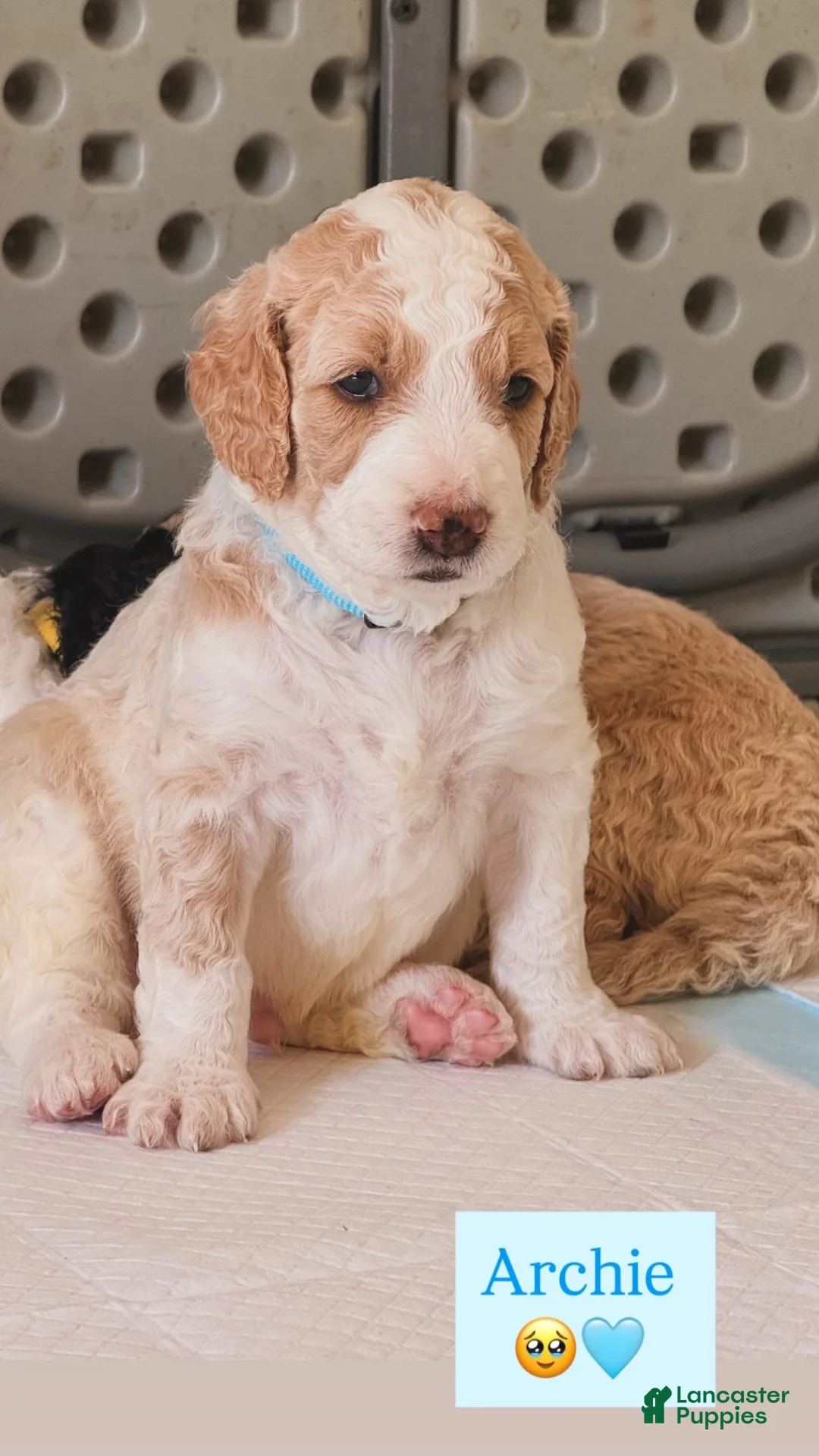 Goldendoodle dogs for sale: Archie  - Ad 1