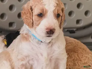 Goldendoodle dogs for sale: Archie - Ad 2