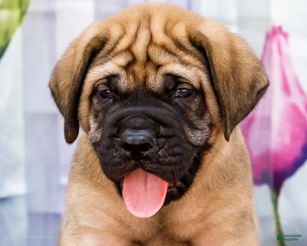 English Mastiff dogs for sale: Max - Ad 2