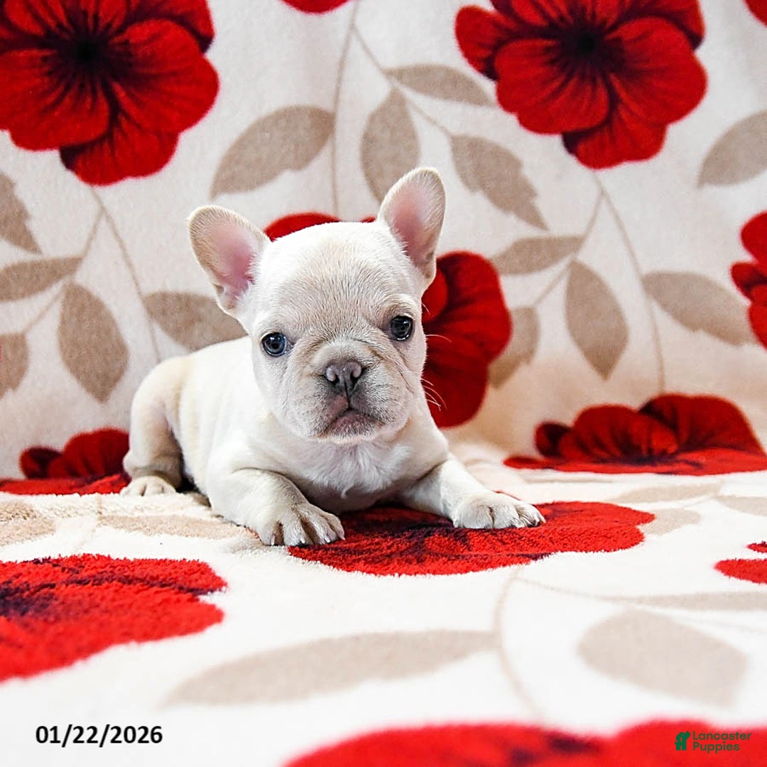 French Bulldog dogs for sale: Buffy - Ad 4