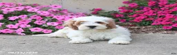 Cockapoo dogs for sale: Diamond - Ad 2