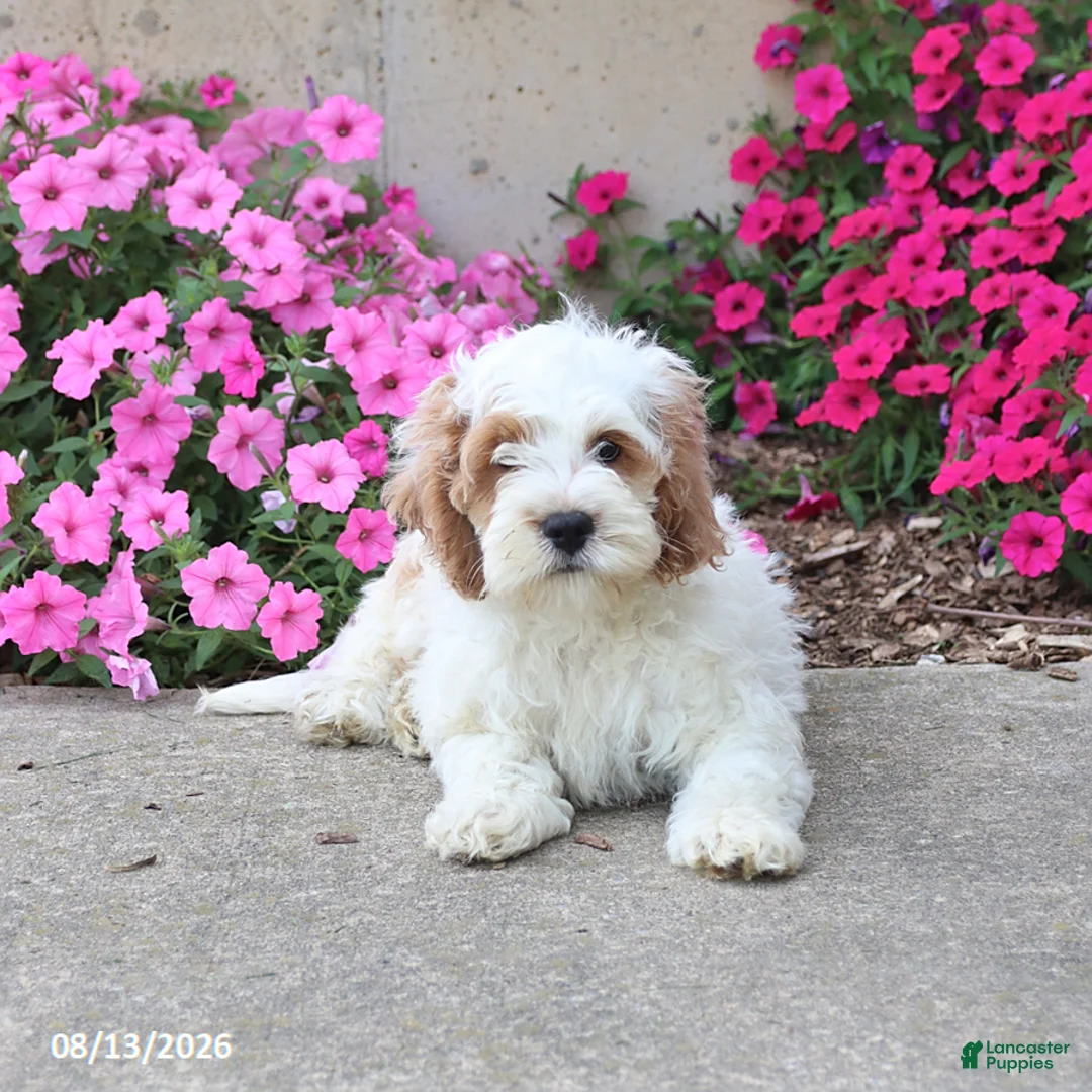 Cockapoo dogs for sale: Diamond - Ad 2