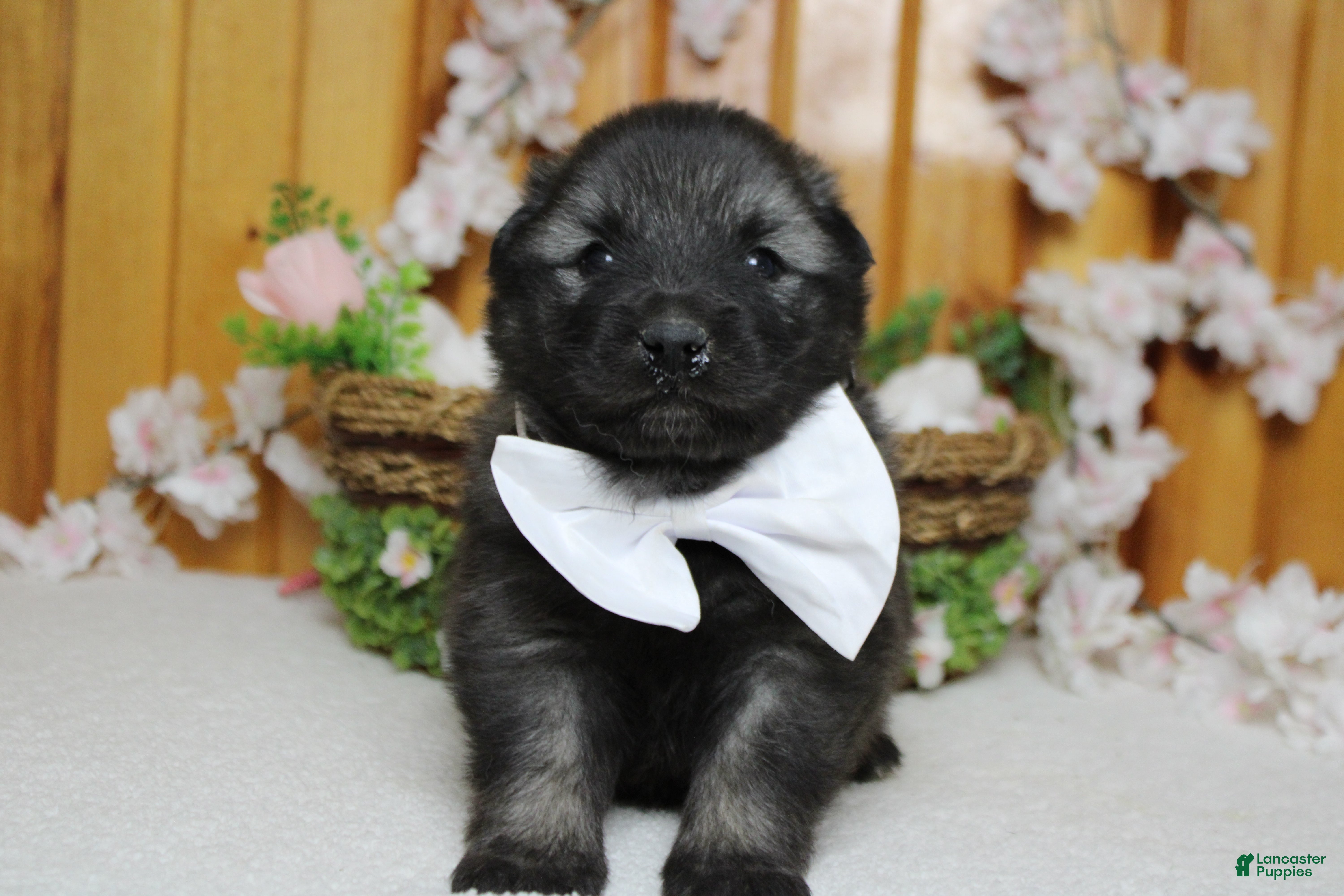 Keeshond dogs Costello  - Ad 9