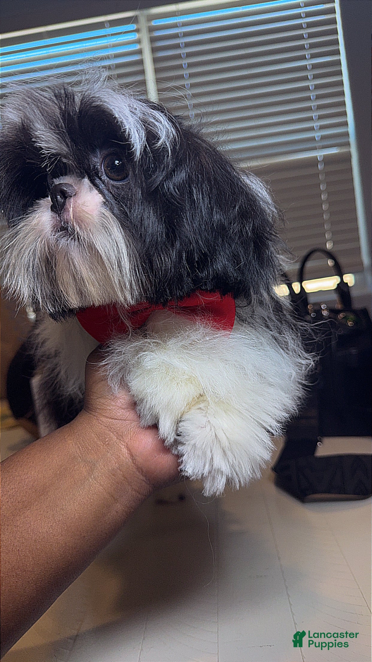Shih Tzu dogs AKC Ronnie - Ad 1