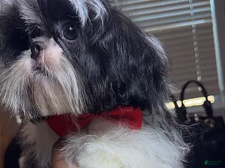 Shih Tzu dogs for sale: AKC Ronnie - Ad 2