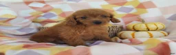 Mixed Breed dogs for sale: Stacy  - Ad 2