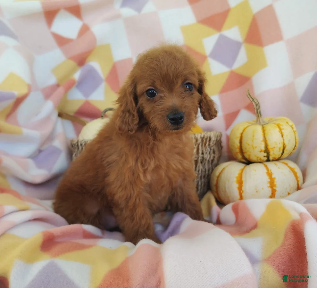 Mixed Breed dogs for sale: Stacy  - Ad 2