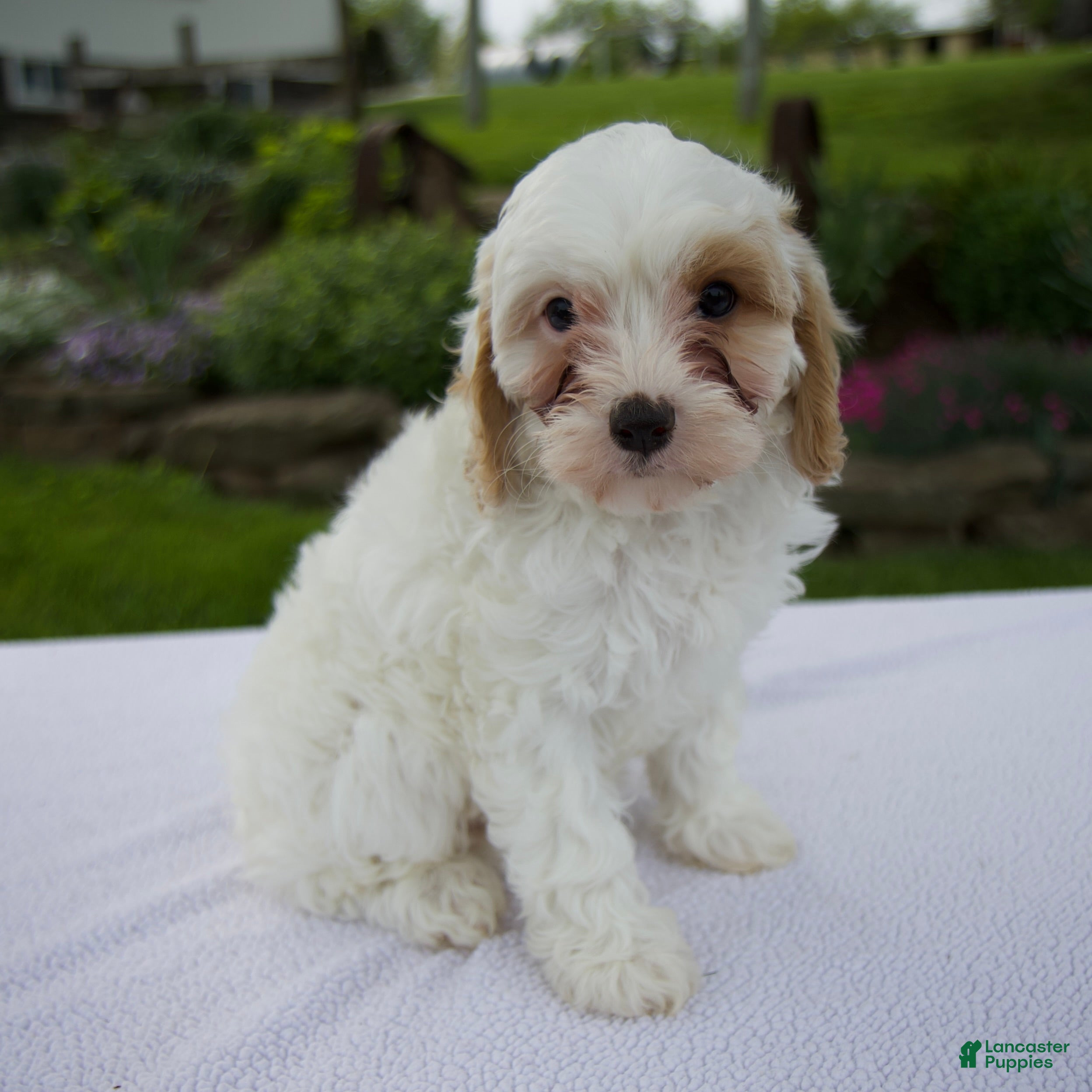Cavapoo dogs Annie - Ad 2