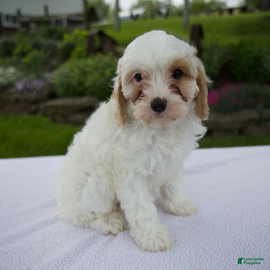Cavapoo dogs for sale: Annie - Ad 2