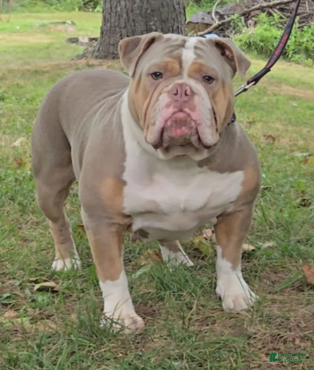 Olde English Bulldogge dogs for sale: Olde English Bulldogge 2 - Ad 2