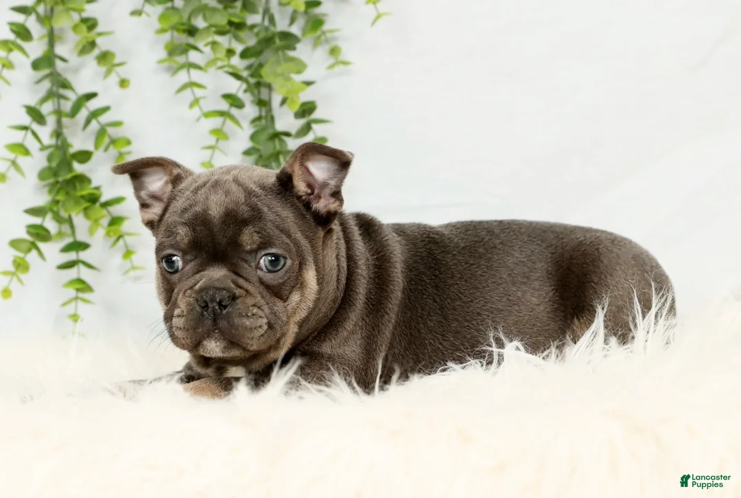 Frenchton dogs for sale: Kody - Ad 3