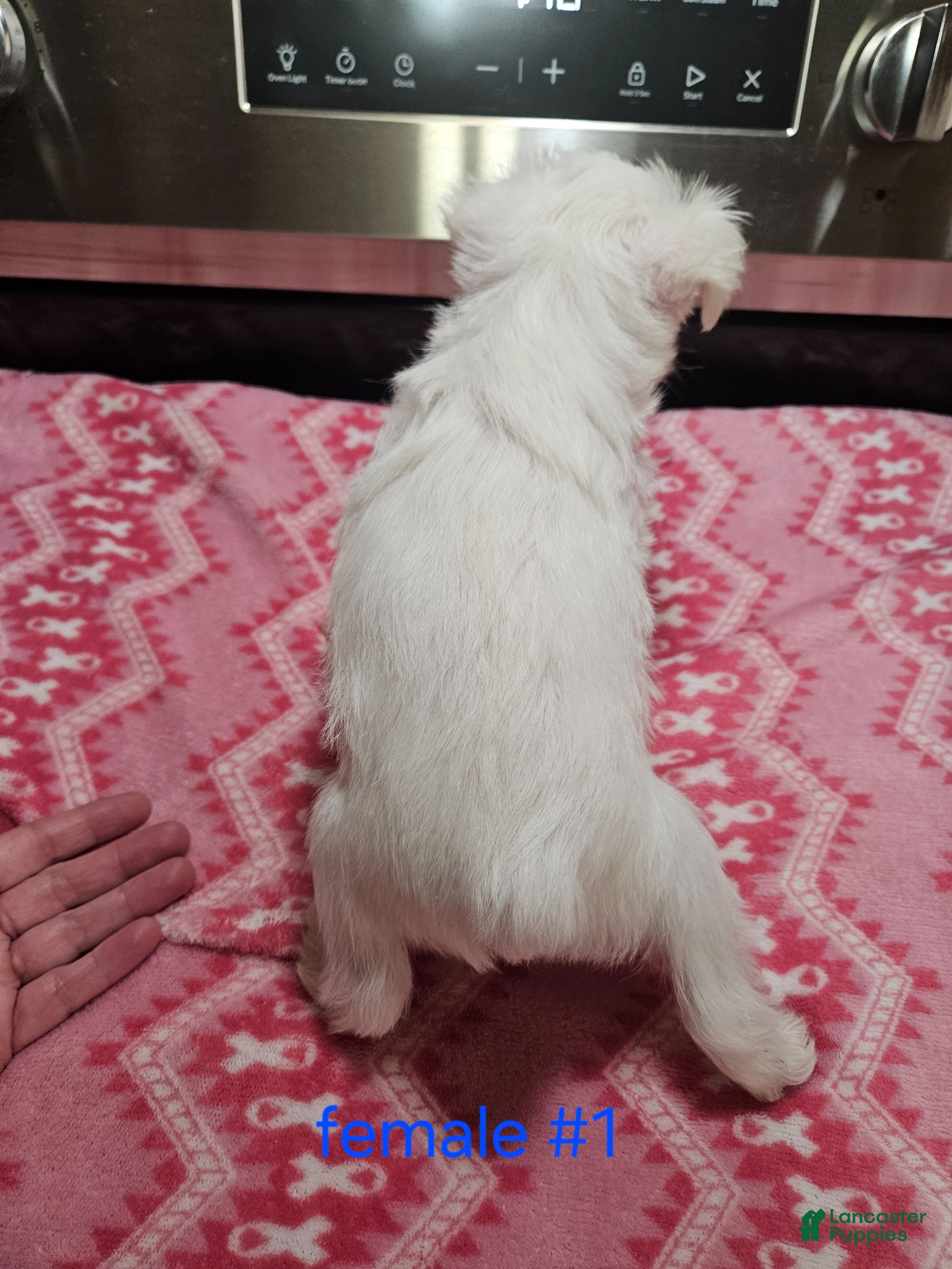 Miniature Schnauzer dogs for sale: Miniature Schnauzer Puppy 1 - Ad 5