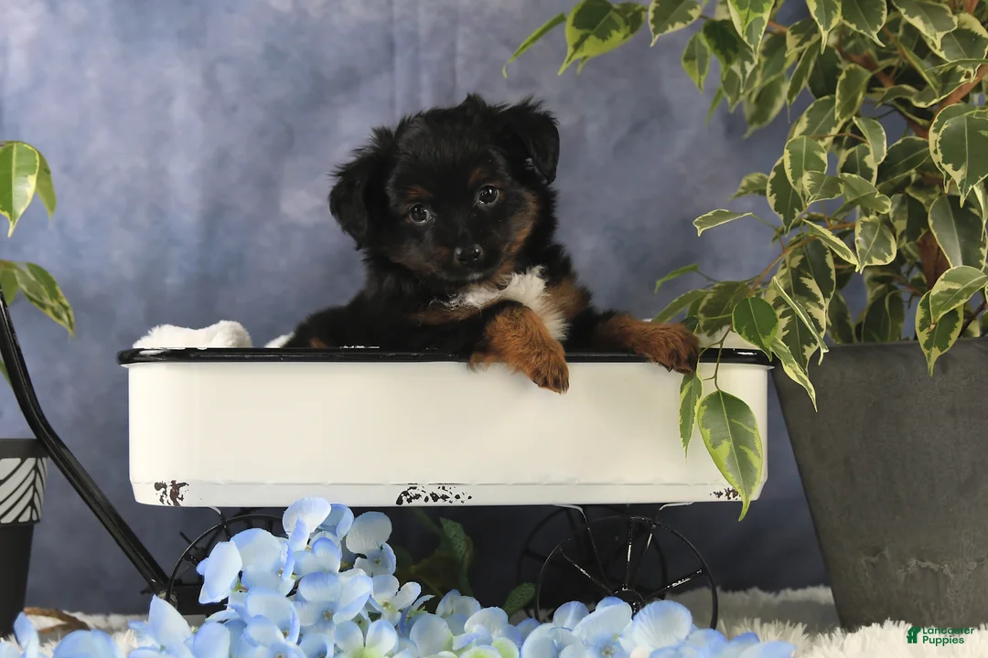 Toy Australian Shepherd dogs for sale: Bronson - Ad 16