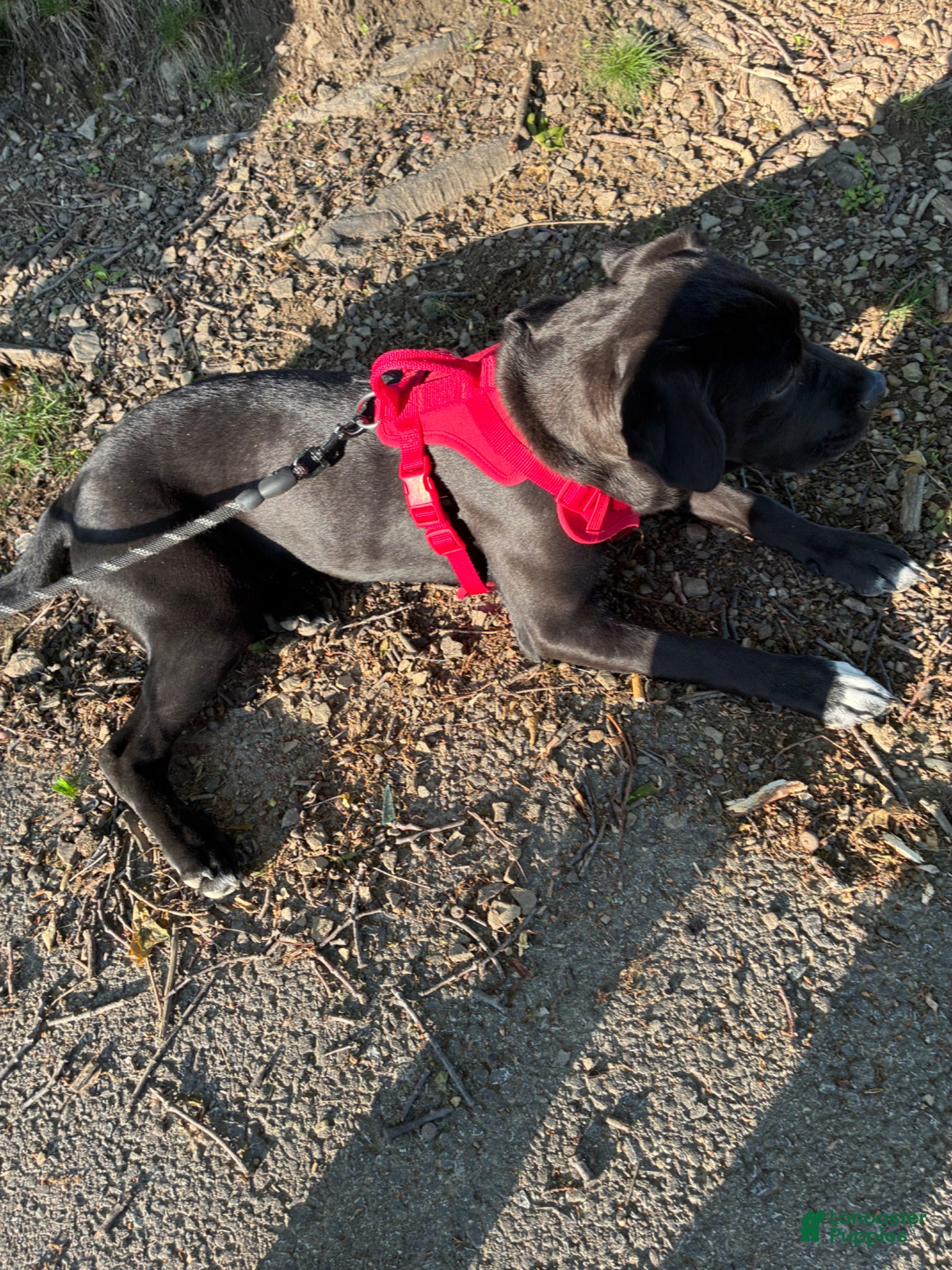 Mixed Breed dogs for sale: Kanesley - Ad 7