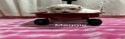 Bichon Frise dogs for sale: Bichon Frise 3 Maggie - Ad 2