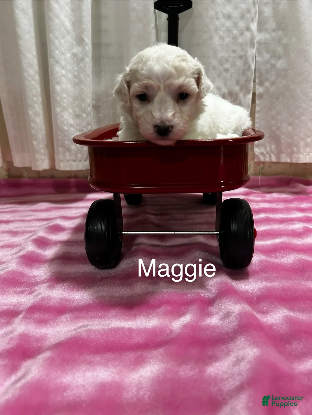 Bichon Frise dogs for sale: Bichon Frise 3 Maggie - Ad 2