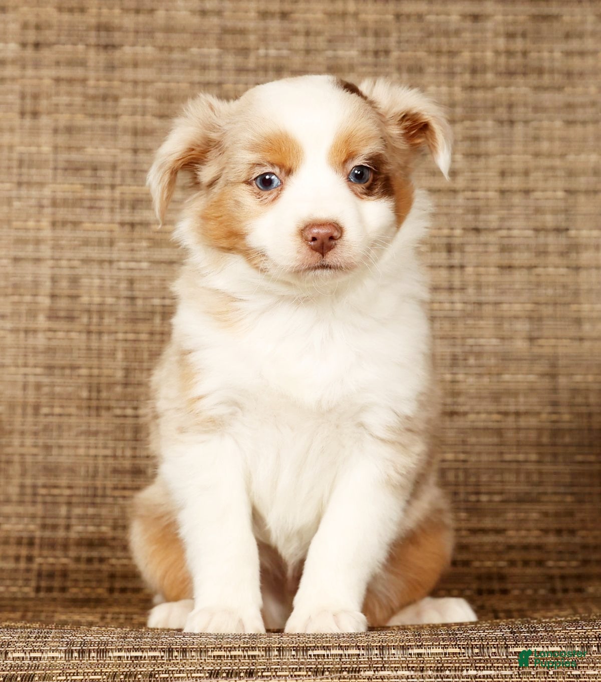 Miniature Australian Shepherd dogs Copper - Ad 1