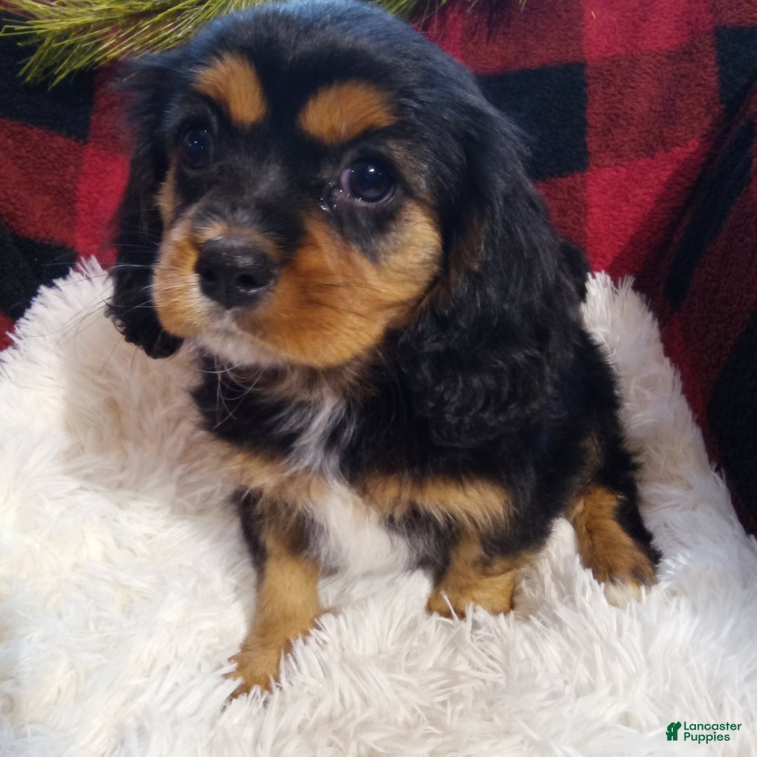 Cavalier King Charles Spaniel dogs for sale: Titan - Ad 8