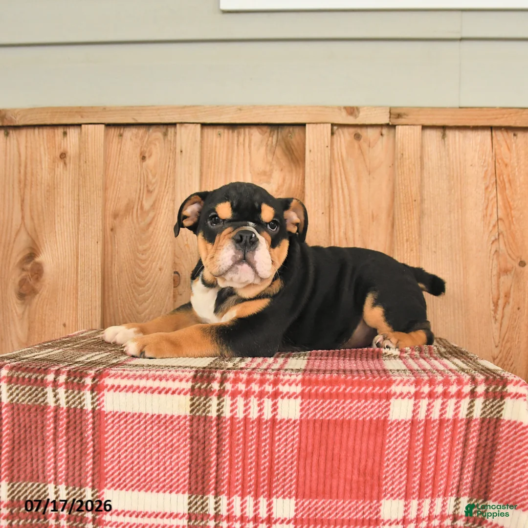 English Bulldog dogs for sale: Dozer - Ad 1