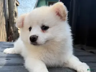 Pomeranian dogs Pomeranian Puppy 1 - Ad 13