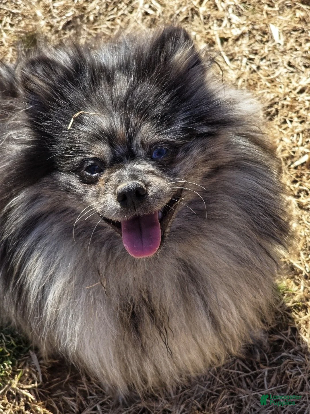 Pomeranian dogs for sale: Speckles - Dominate Black Male - One Blue Eye - Ad 8