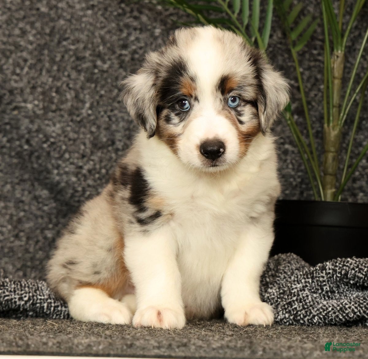 Miniature Australian Shepherd dogs Milo - Ad 1