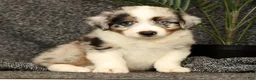 Miniature Australian Shepherd dogs for sale: Milo - Ad 1