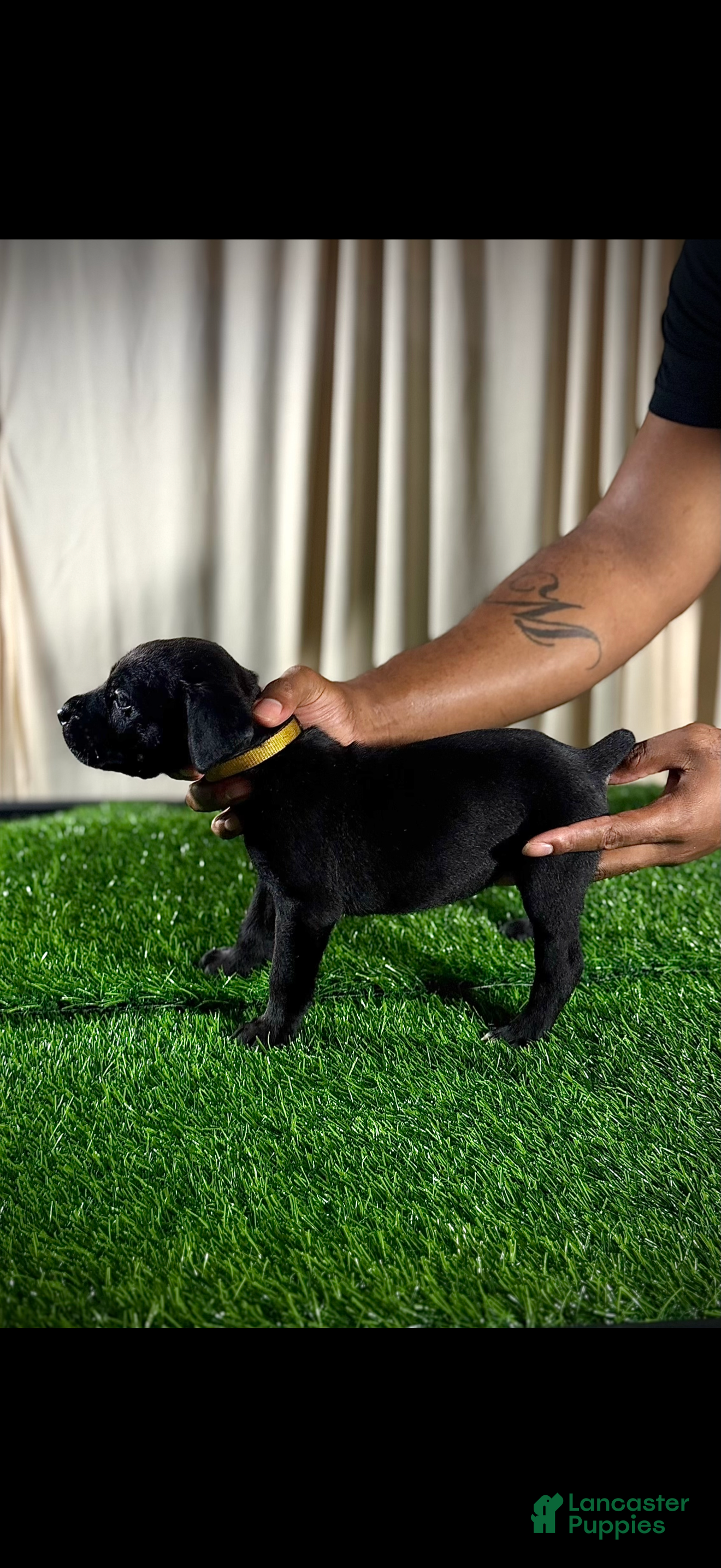 Cane Corso dogs Cane Corso 1 - Ad 27