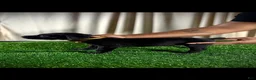Cane Corso dogs for sale: Cane Corso 1 - Ad 1