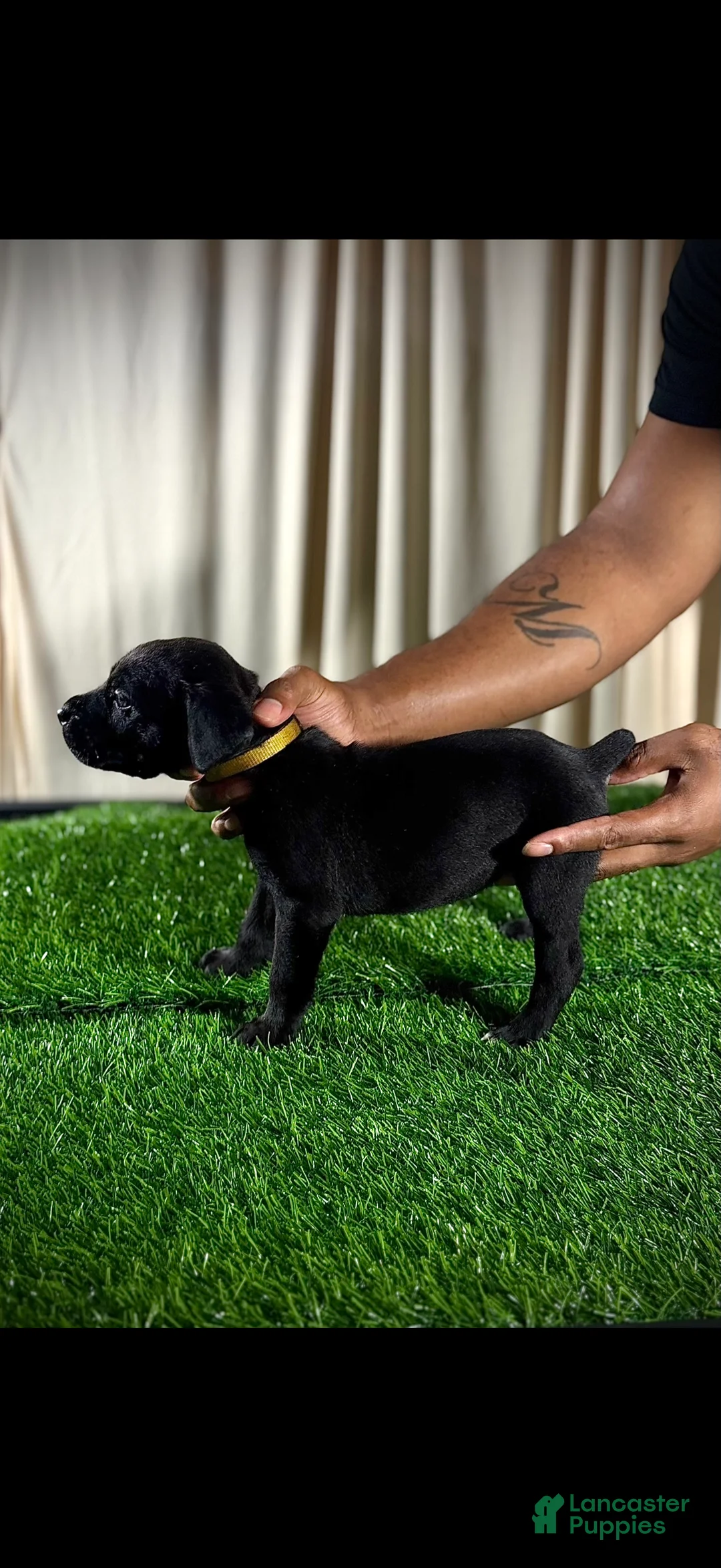 Cane Corso dogs for sale: Cane Corso 1 - Ad 1