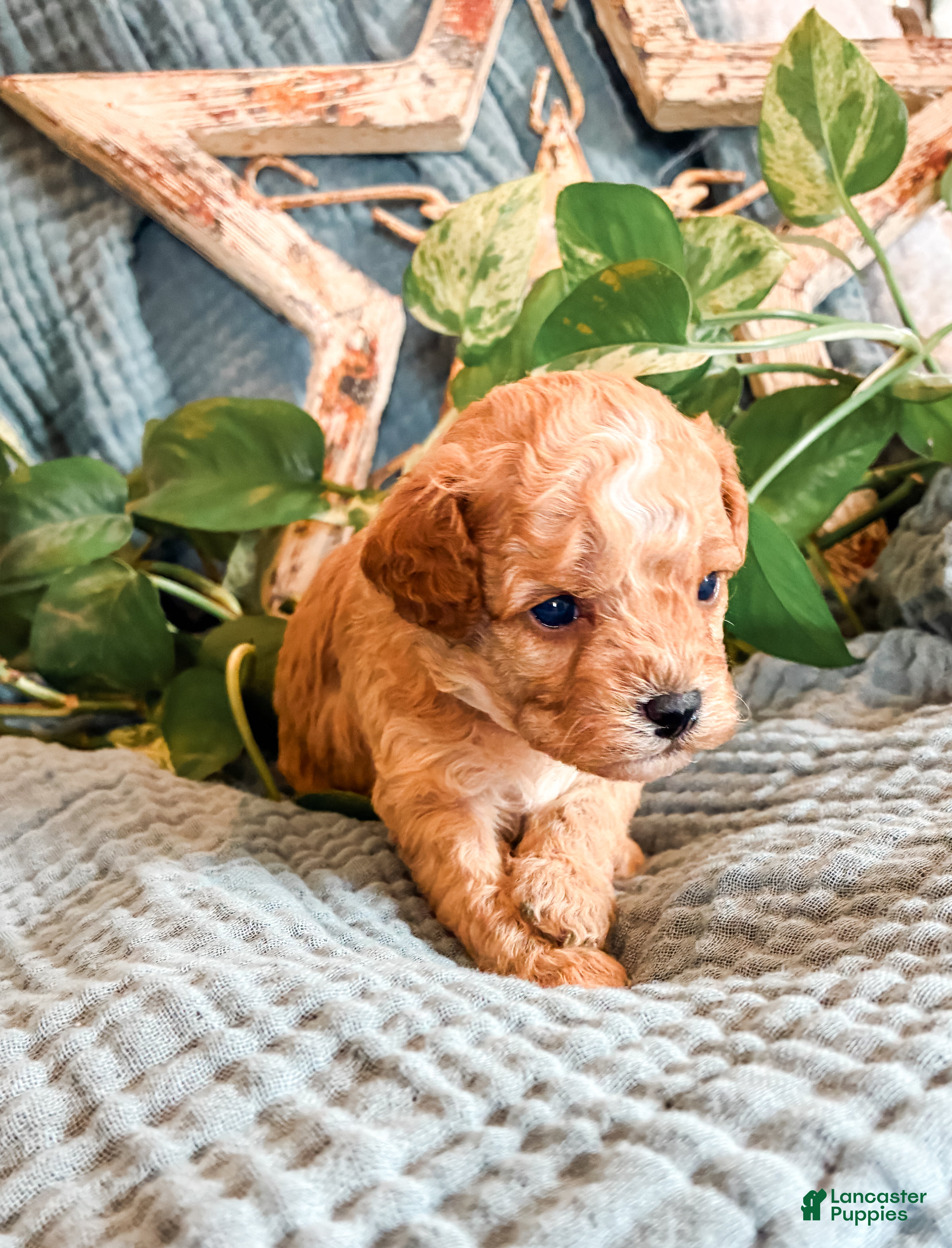 Cavapoo dogs Poppy - Ad 2