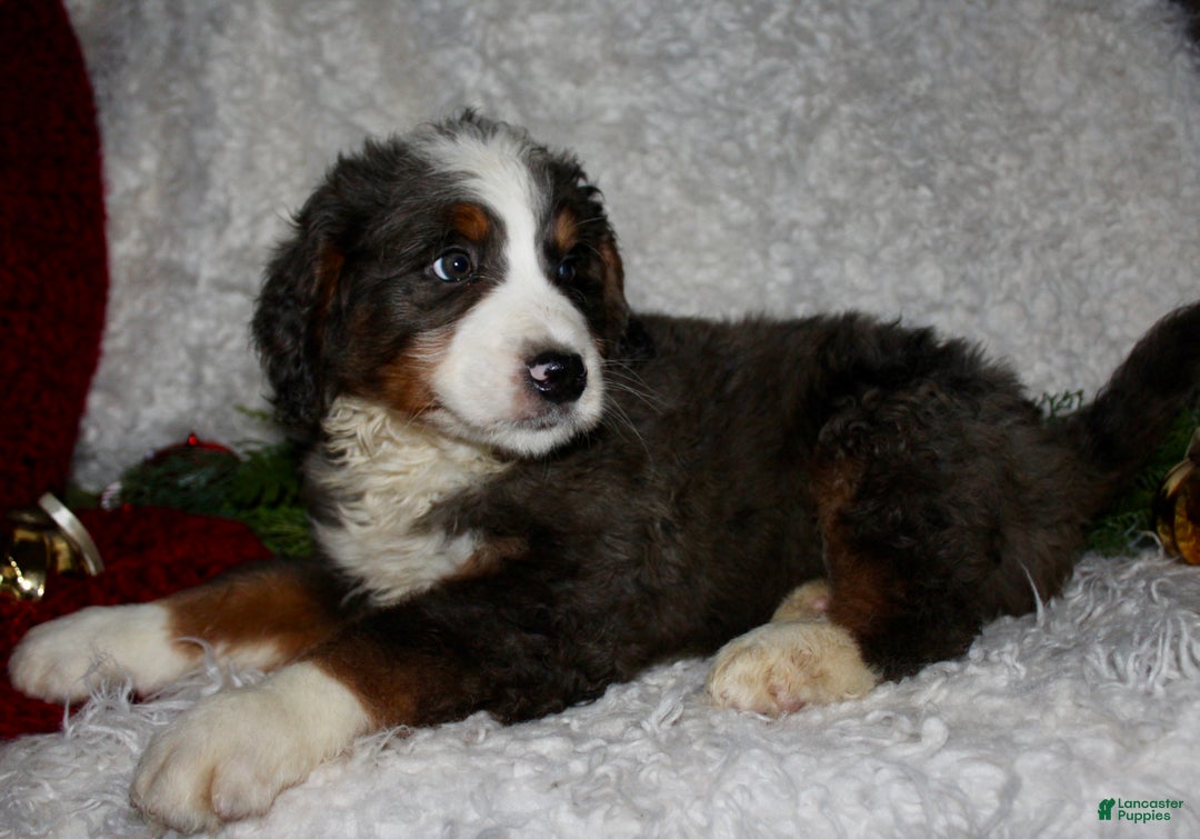 Bernedoodle dogs for sale: Jimmy - Ad 5