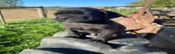Cane Corso dogs for sale: Cooper - Ad 5