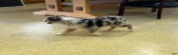 Australian Shepherd dogs for sale: Raptor  - Ad 4