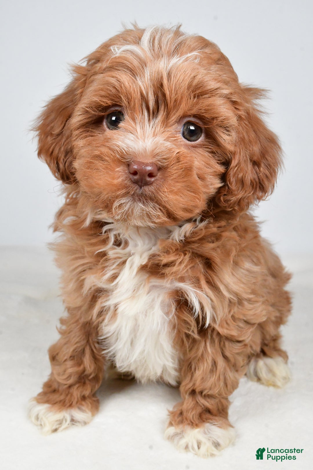 Shihpoo dogs for sale: Jackson - Ad 7