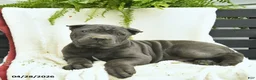 Cane Corso dogs for sale: Dexter  - Ad 5