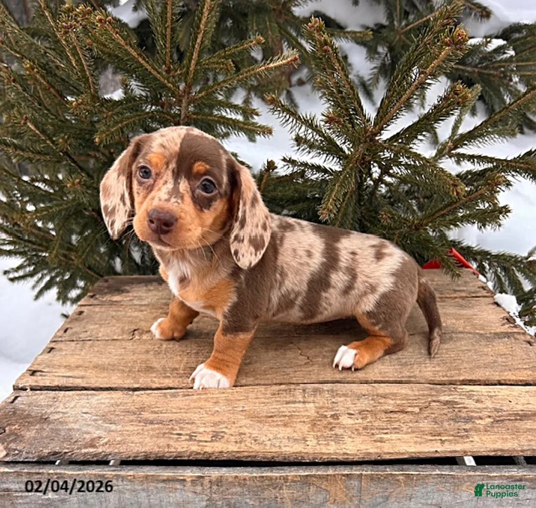 Miniature Dachshund dogs for sale: Zola - Ad 3