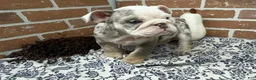 English Bulldog dogs for sale: Easton - Ad 3